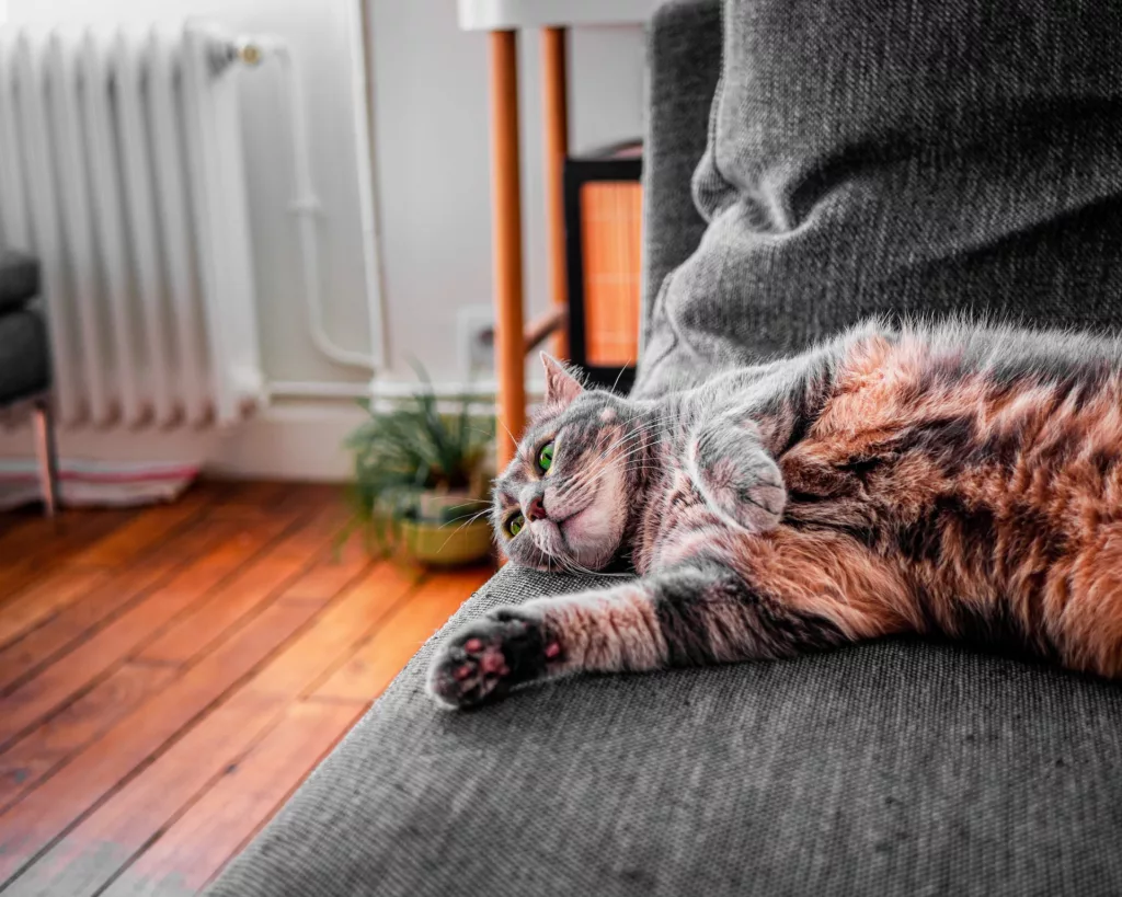 Brown tabby cat lying on gray couch photo