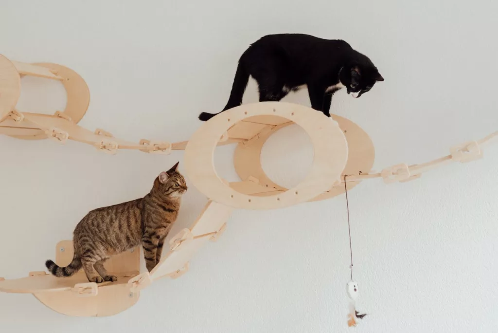 Cats on wall-mounted supports