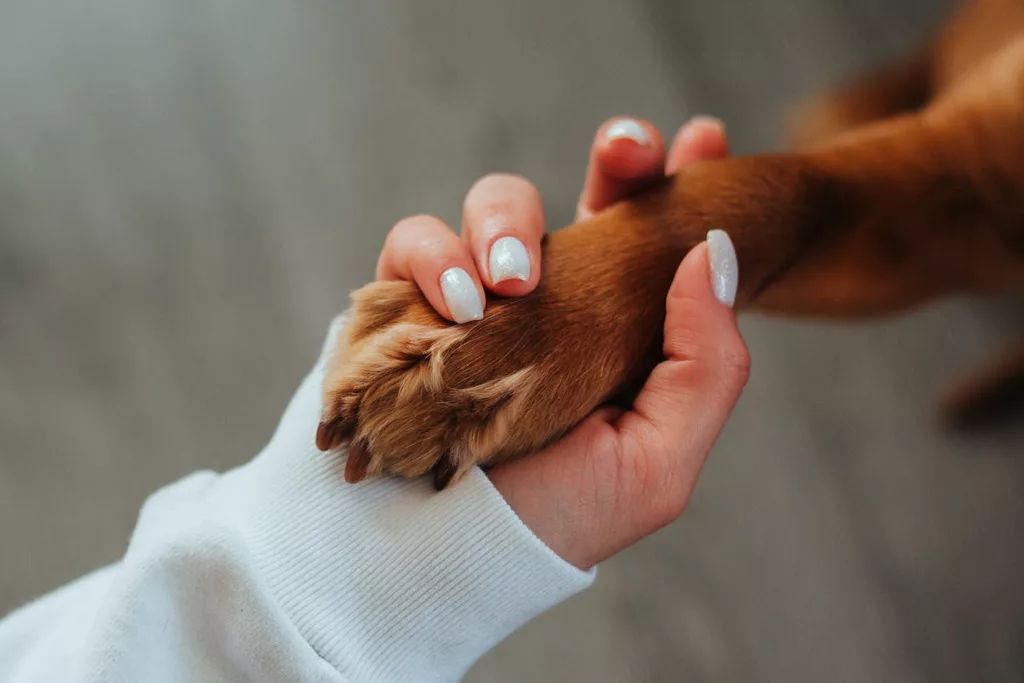Alt: Person holding a dog’s paw.