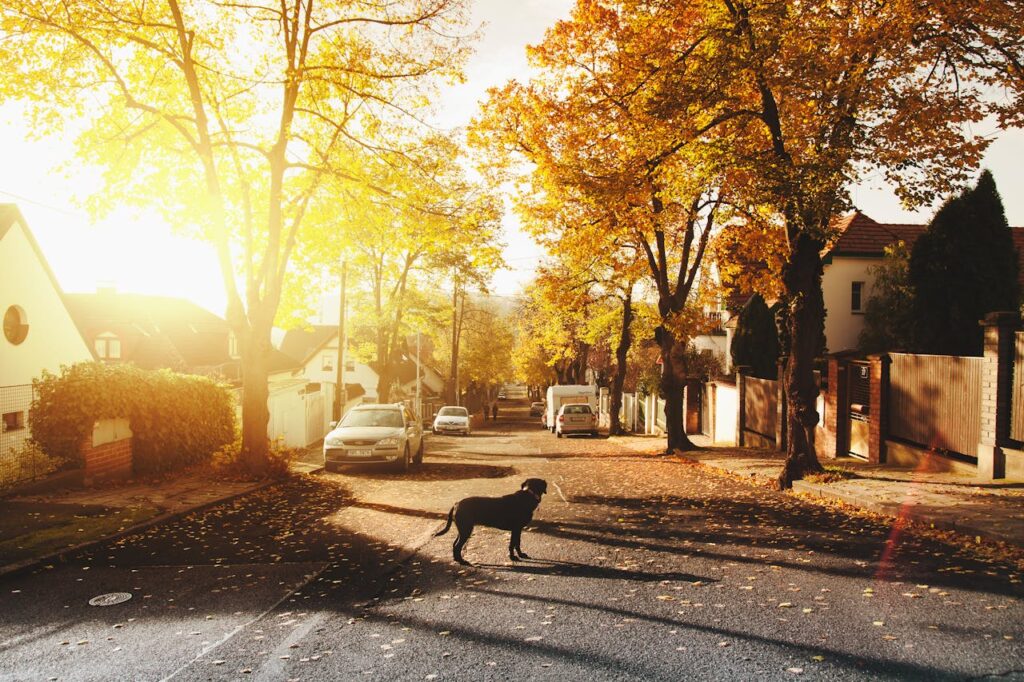 A dog on a concrete road.