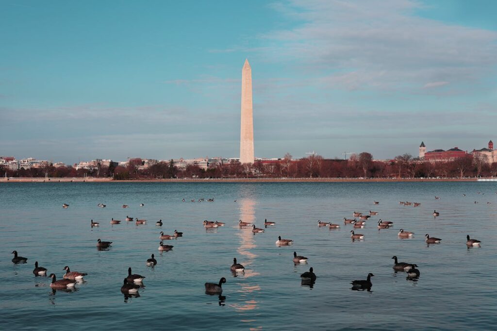 Ducks on a river with the Washington Monument visible in the background.