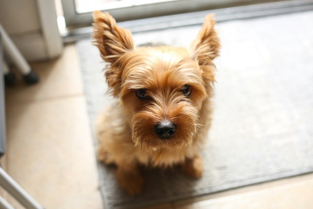 A small brown dog sitting on top of a rug photo