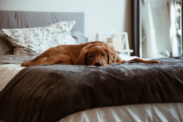 Short-coated brown dog photo