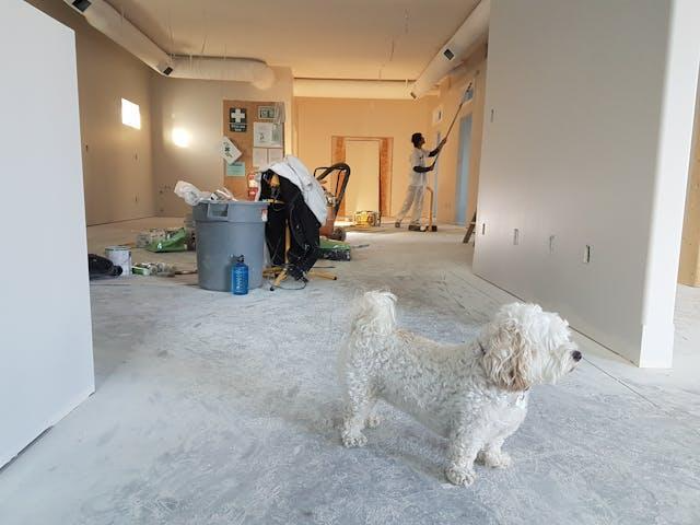 poodle standing in a room where a man is painting the wall